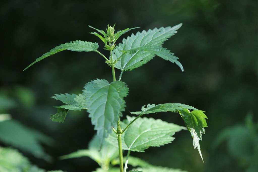 nettle
