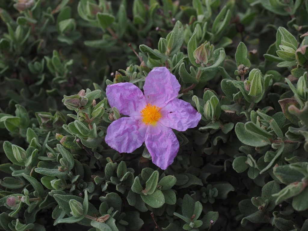 cistus incanus (rock rose)