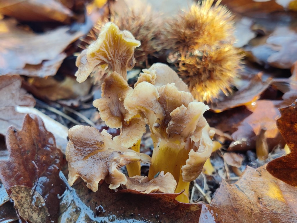 Wild Winter Chanterelles Foraged